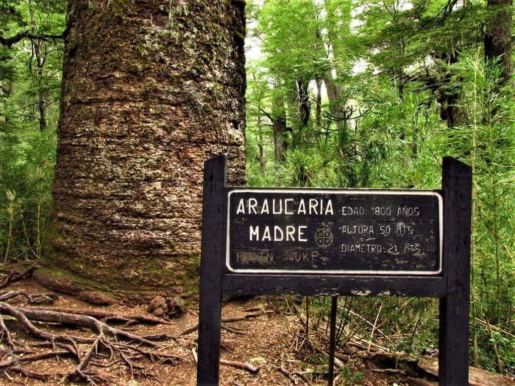 Araucaria Madre w wieku 1800 lat, rosnąca w Parku Narodowym Conguillío w Chile