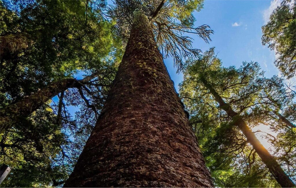 Araucaria Madre w Conguillío w Chile