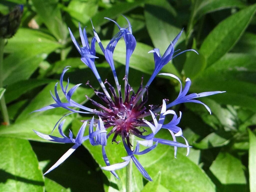 Chaber miękkowłosy (Centaurea mollis Waldst & Kit)