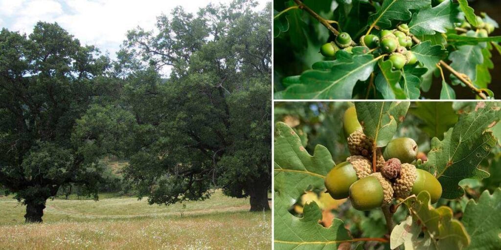 Dęby gruzińskie (Quercus iberica)