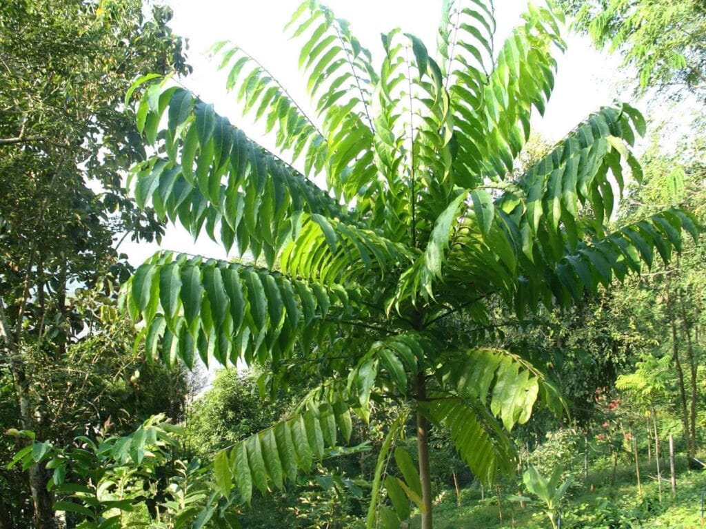 Dracontomelon dao w Parku Puerto Princesa na Filipinach