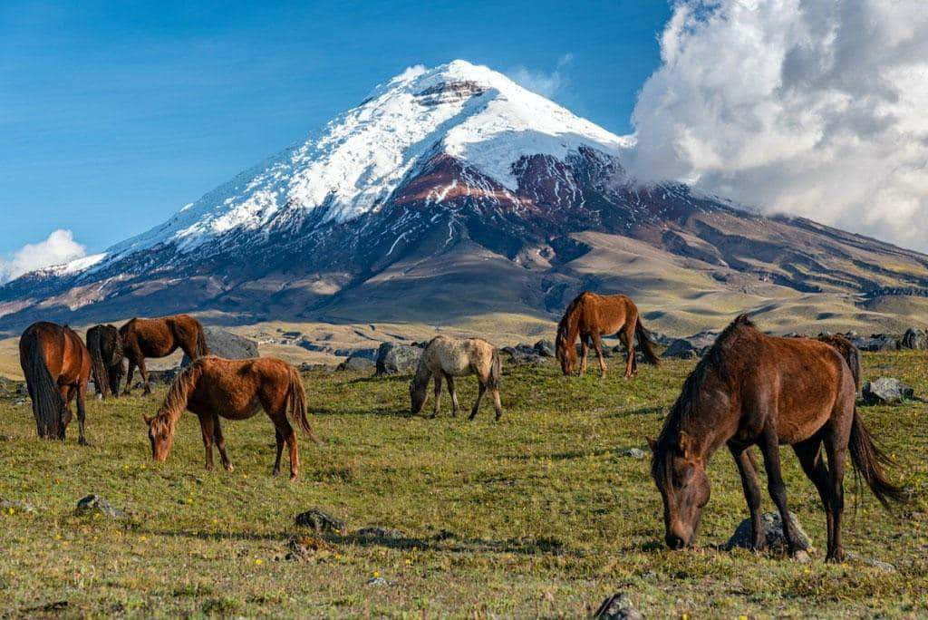 Dziko żyjące konie w Parku Narodowego Cotopaxi