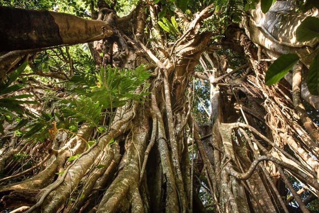 Big Ovava Tree (Wielkie drzewo plantacji leśnej)