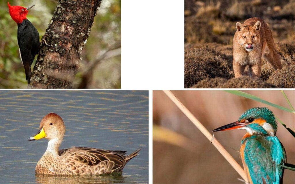 Fauna Parku Narodowego Conguillío w Chile