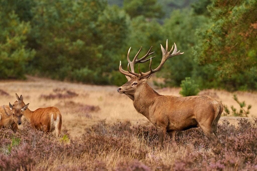 Fauna Parku Narodowego Hoge Veluwe