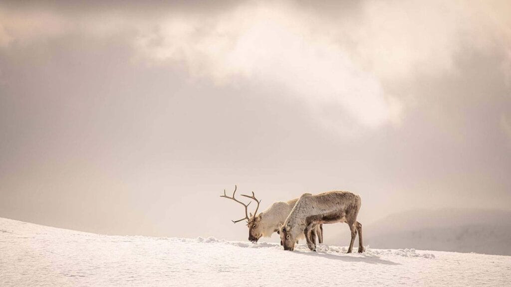 Fauna Jostedalsbreen w Norwegii