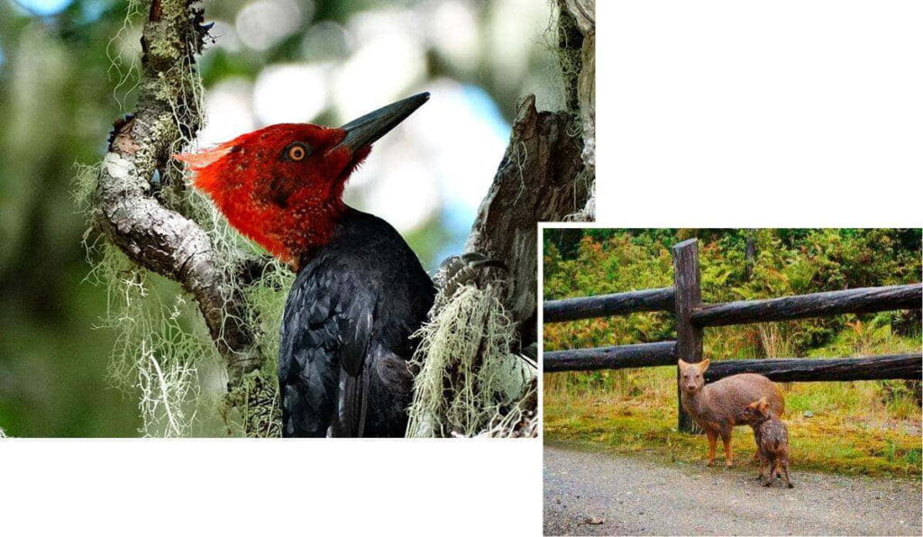 Fauna Parku Narodowego Alerce Andino