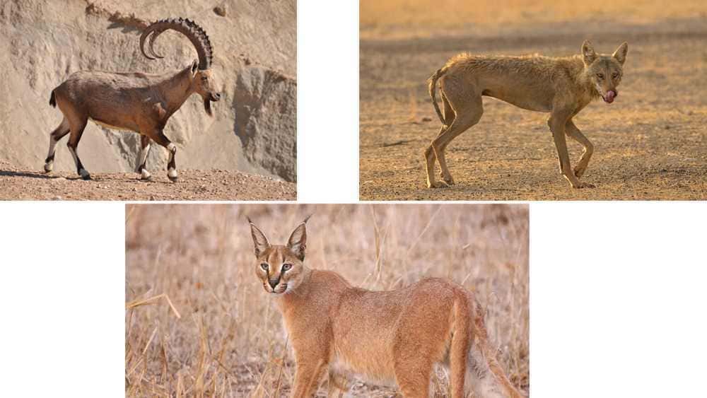 Fauna Parku Narodowego Asir, Arabia Saudyjska