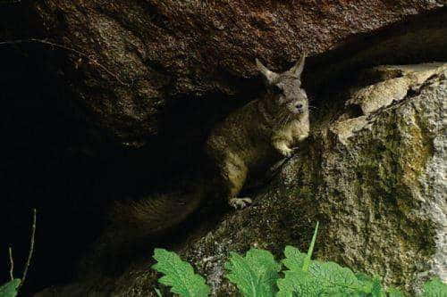 Fauna Parku Narodowego Huascarán w Peru