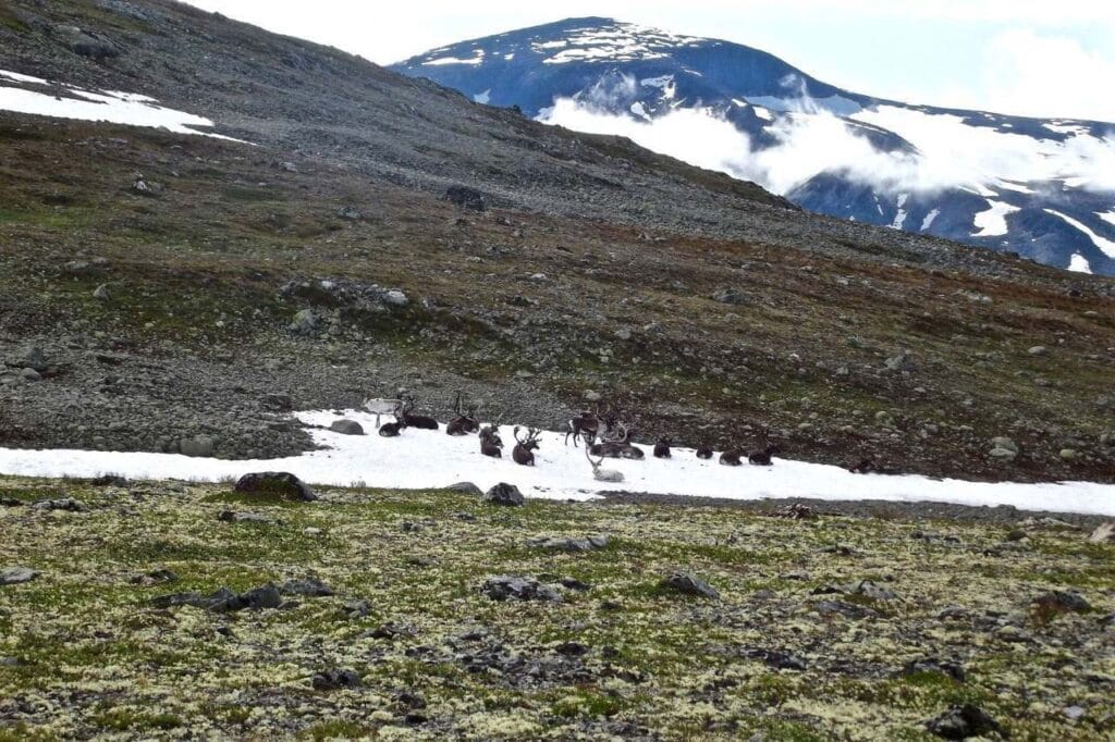 Dzikie życie Jotunheimen, rodzina reniferów w ośnieżonych górach