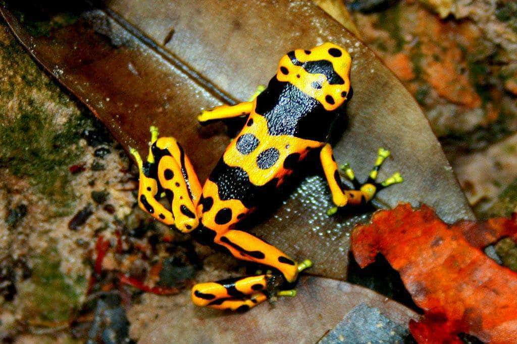 Fauna Parku Narodowego Canaima