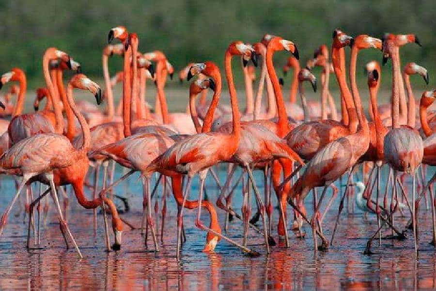Fauna Parku Narodowego Morrocoy