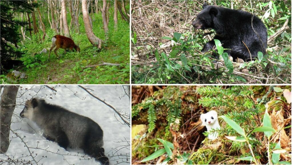 Fauna w siedliskach Parku Narodowego Oze, Japonia