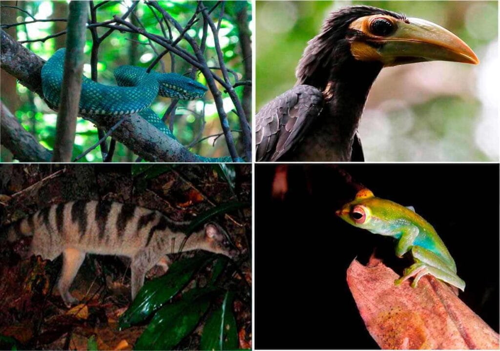 Fauna Rezerwatu Leśnego Bukit Teraja, Brunei