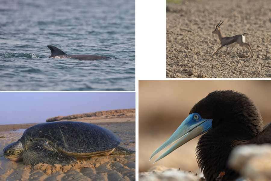 Fauna Wysp Farasan, Arabia Saudyjska