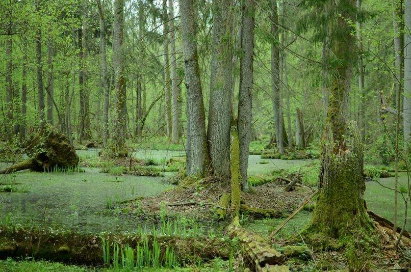 Różnorodność flory i roślin w Białowieży