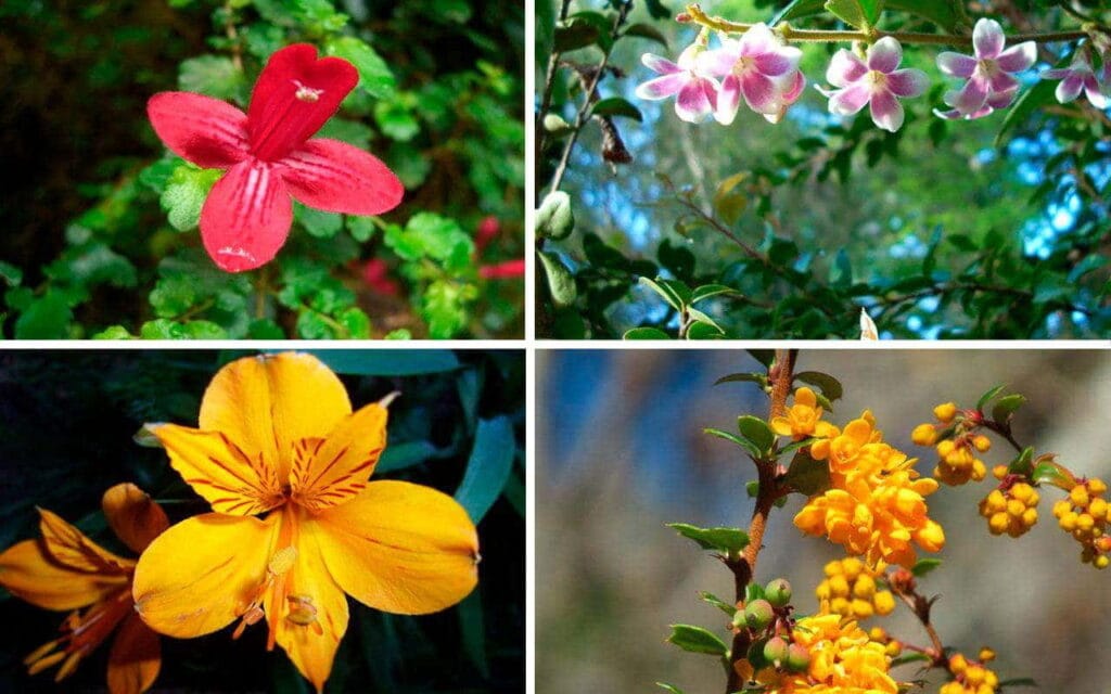 Flora Parku Narodowego Conguillío