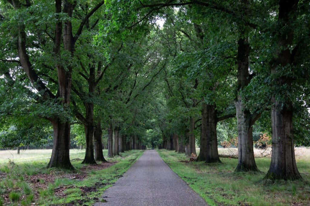 Flora Parku Narodowego Hoge Veluwe
