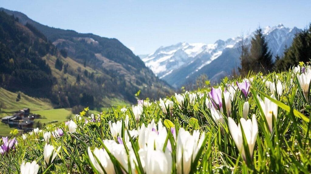 Dzikie rośliny Parku Narodowego Hohe Tauern, Austria
