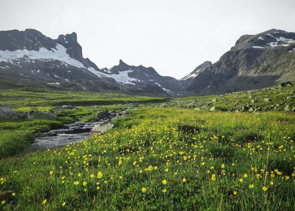 Flora Jotunheimen