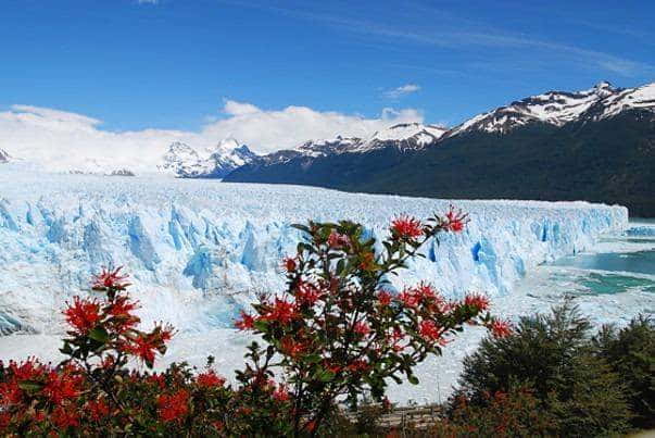Flora Parku Narodowego Los Glaciares w Argentynie