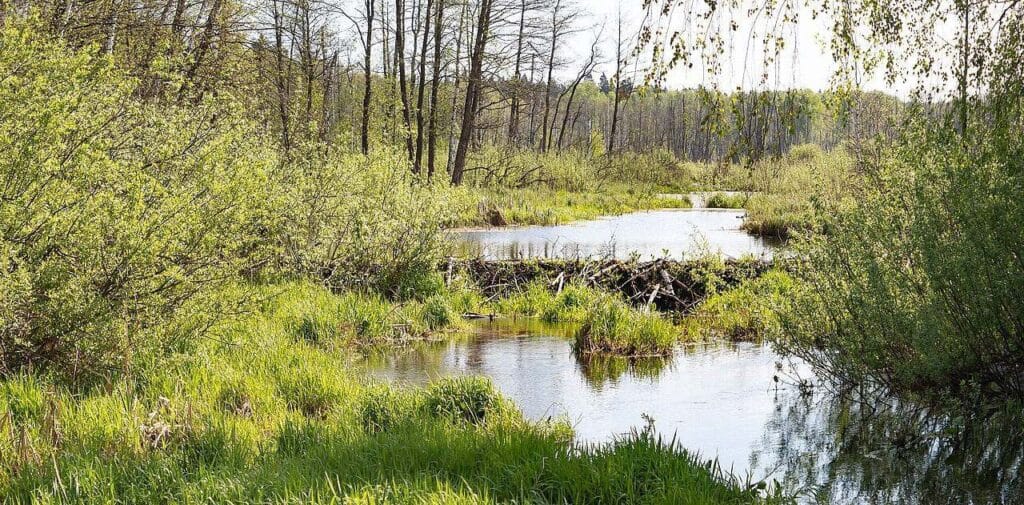 Flora Parku Narodowego Łosinyj Ostrow
