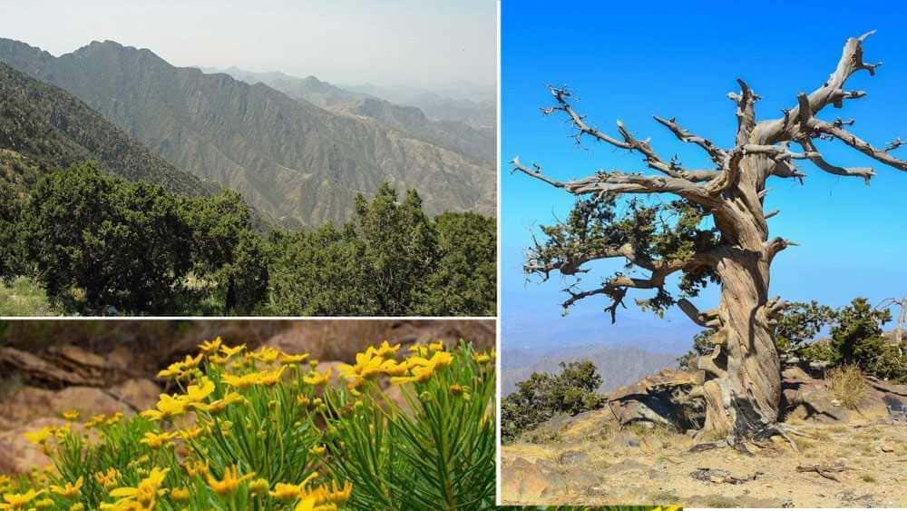 Flora Parku Narodowego Asir, Arabia Saudyjska