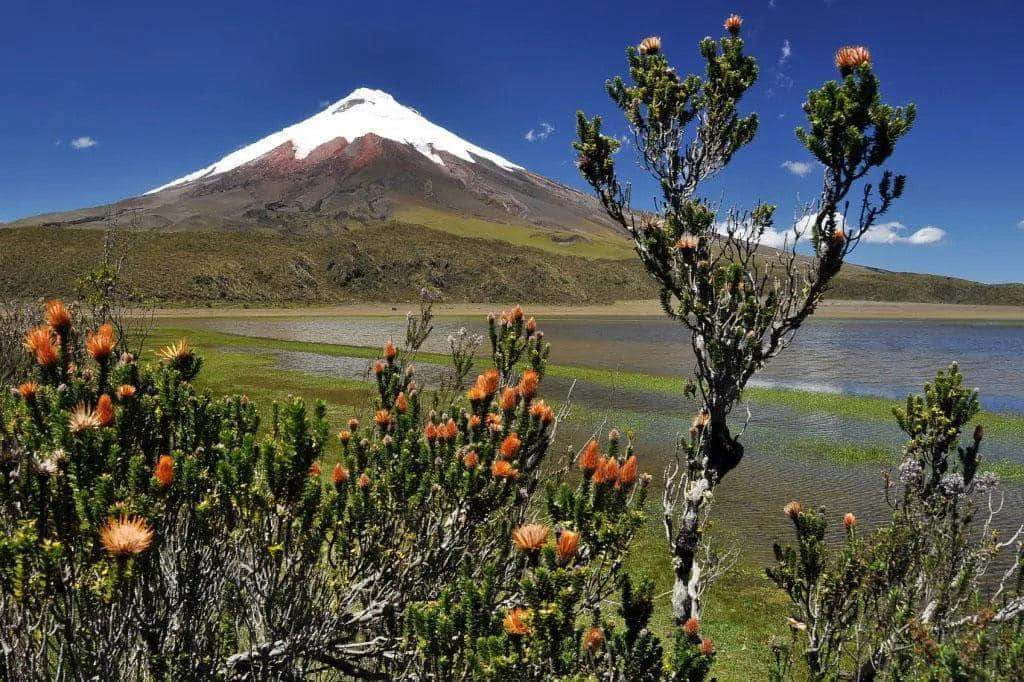 Dzika flora Parku Narodowego Cotopaxi