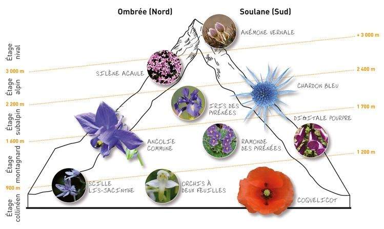 Flora Parku Narodowego Pirenejów, Francja