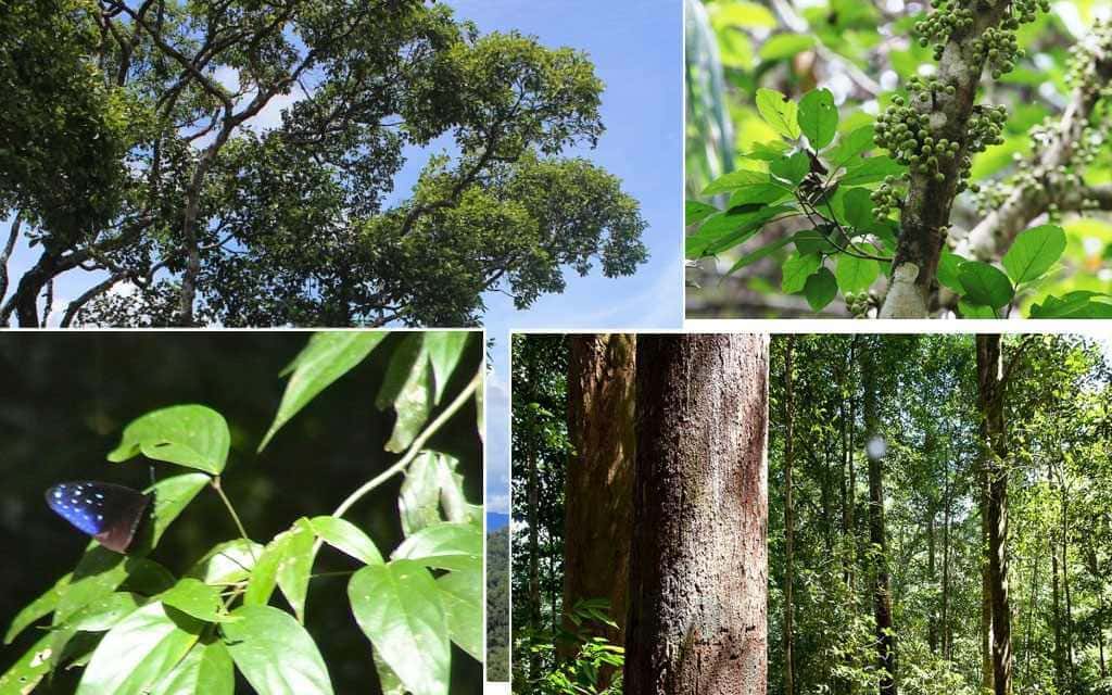 Flora Parku Narodowego Ulu Temburong, Brunei