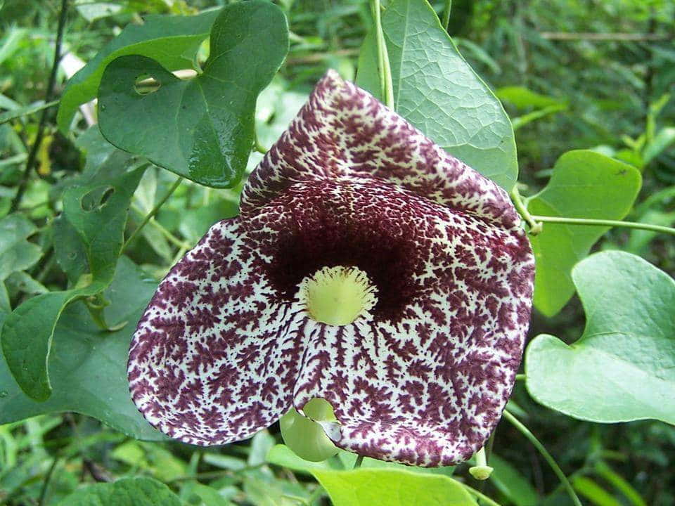Flora Parku Narodowego Ybycuí w Paragwaju