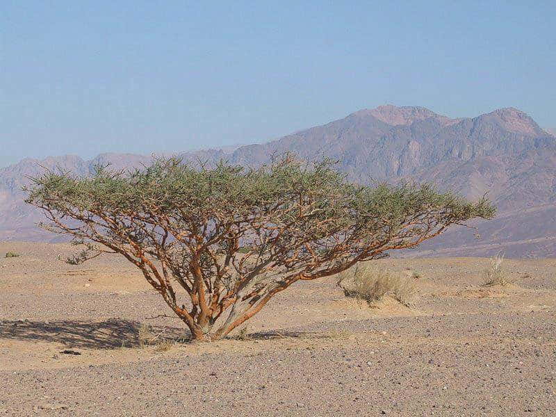Flora w Czadzie, Vachellia tortilis
