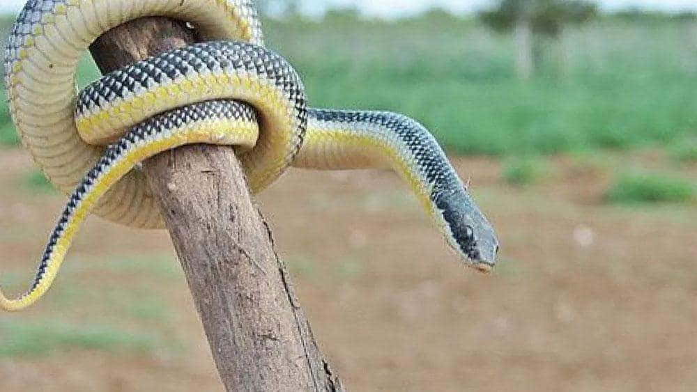 Gady Parku Narodowego Defensores del Chaco