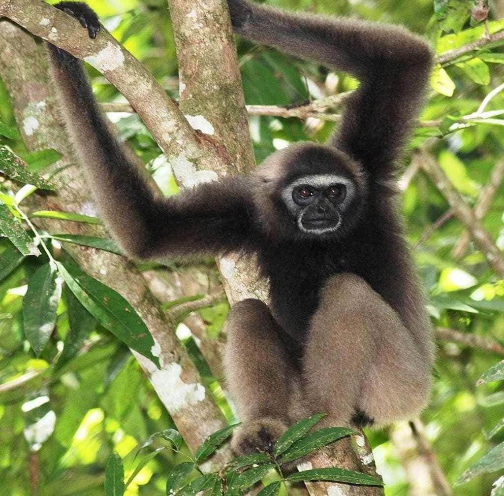 Gibon borneański (Hylobates muelleri)