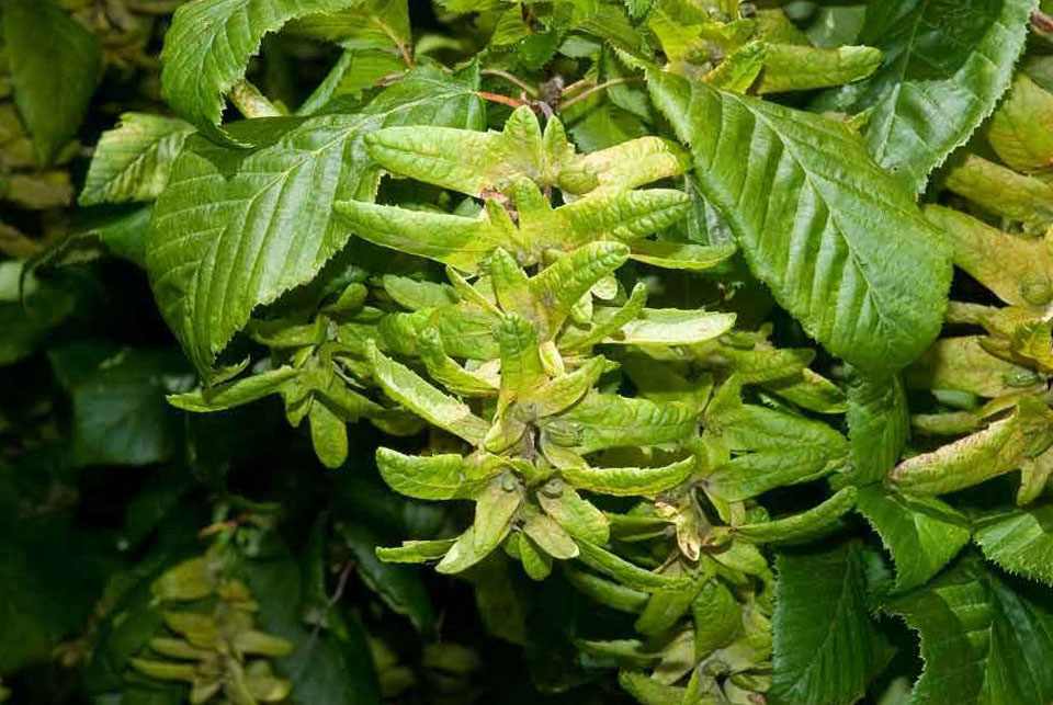 Grab pospolity (Carpinus betulus)
