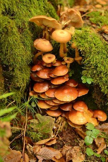 Grzyby w Białowieży