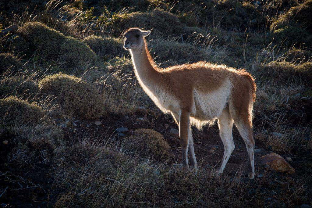 Guanako (Lama guanicoe) w Torres del Paine