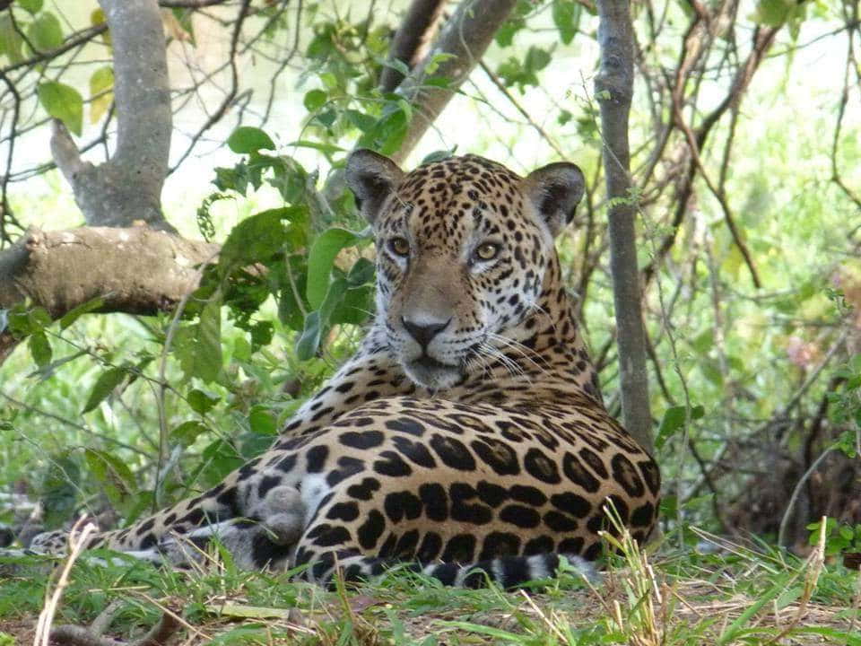Jaguarete o tigre americano (Panthera onca)