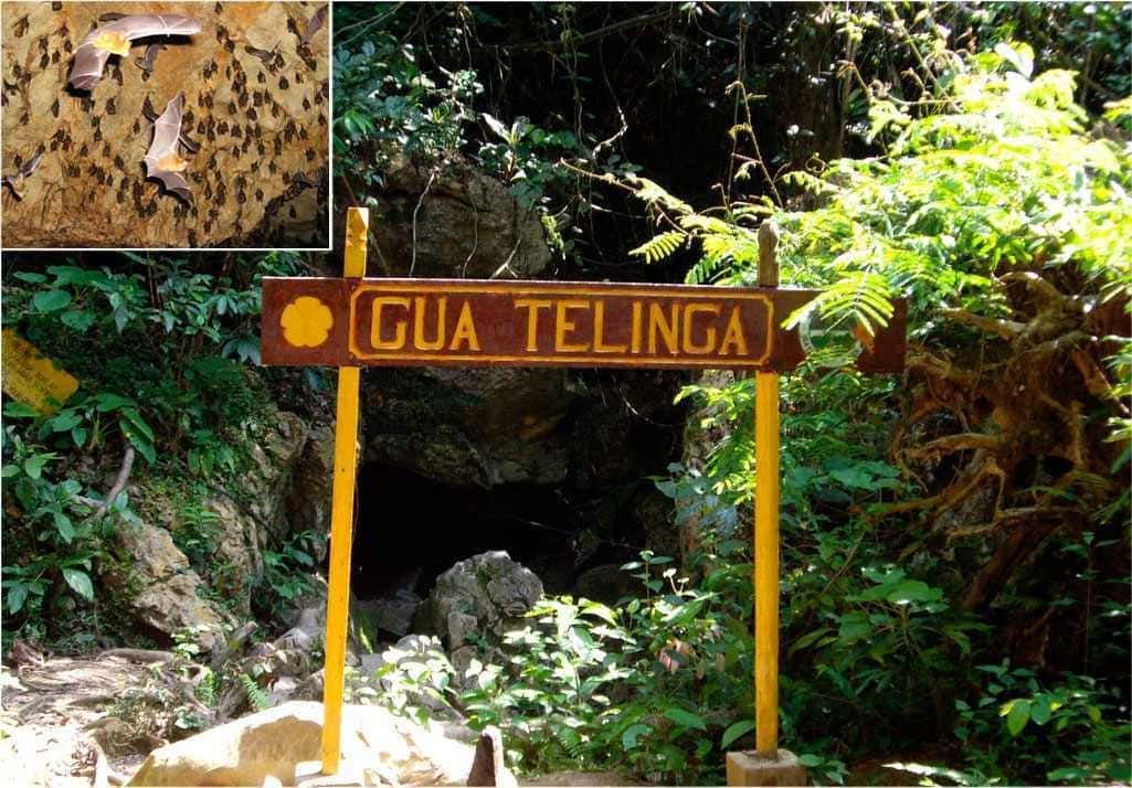 Jaskinie Gua Telinga, Taman Negara, Malezja