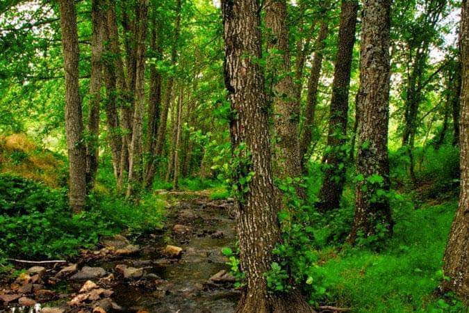 Las olszowy (Alnus acuminata)