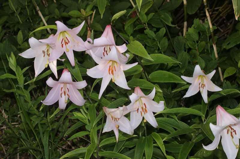 Lilia Oze (Lilium japonicum)