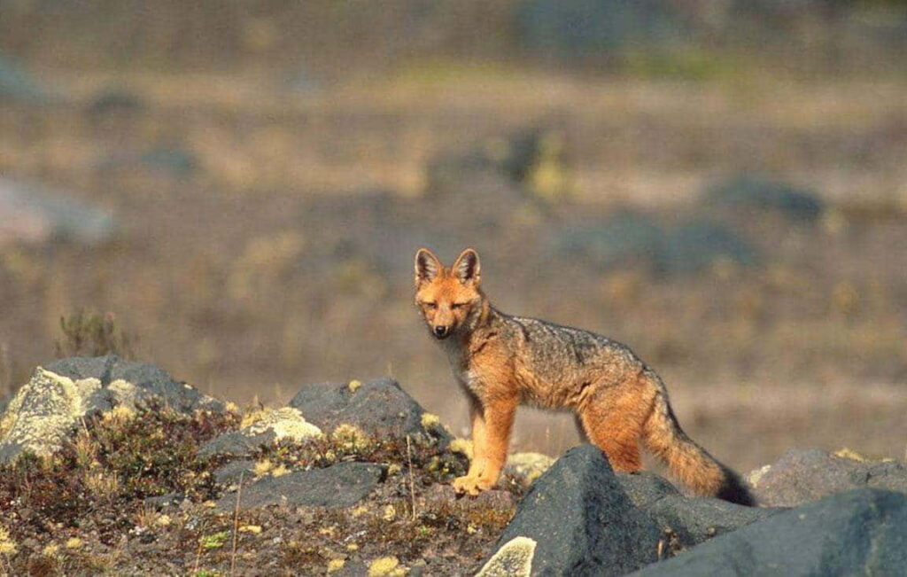 Lis andyjski (Lycalopex culpaeus)