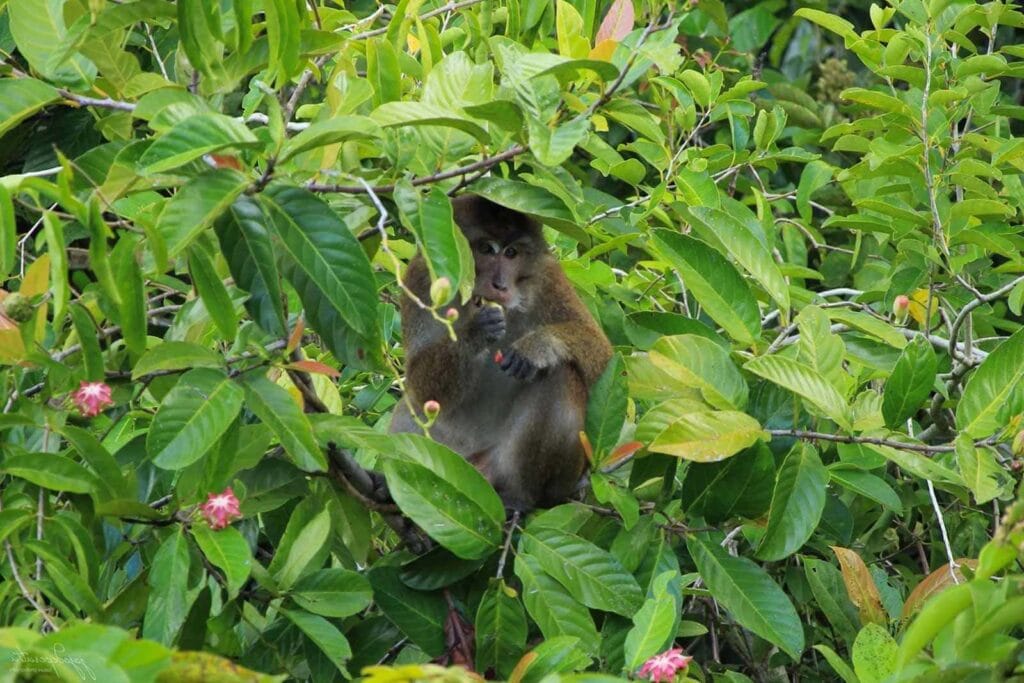 Makak długoogonowy (Macaca fascicularis)