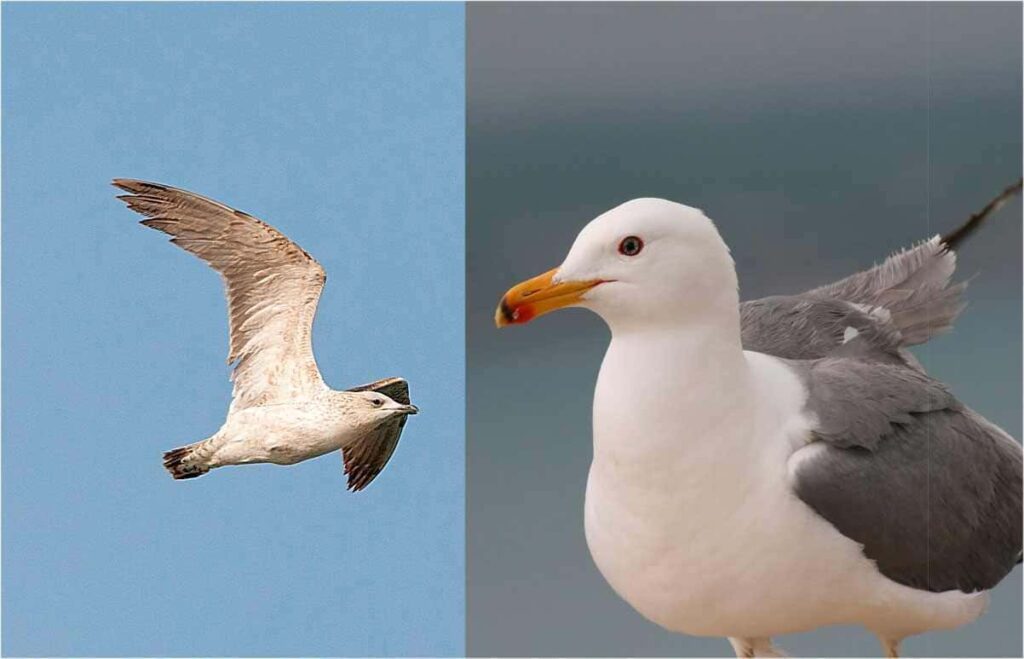 Mewa ormiańska (Larus armenicus)