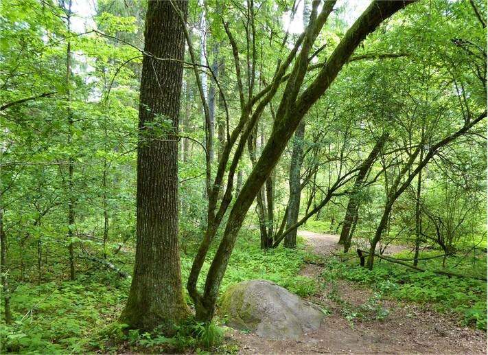 Puszcza Białowieska: Miejsce Mocy
