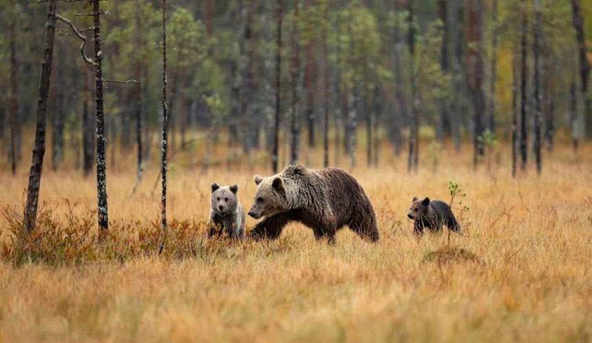 Zobacz rodzinę niedźwiedzi w Parku Narodowym Oulanka, Finlandia
