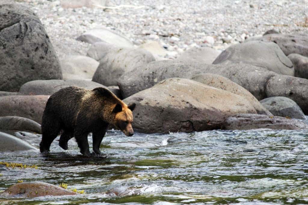 Niedźwiedź brunatny (Ursus arctos) Parku Narodowego Shiretoko