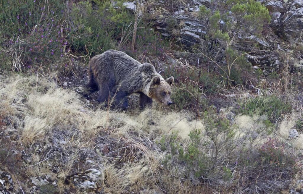 Niedźwiedź brunatny (Ursus arctos)
