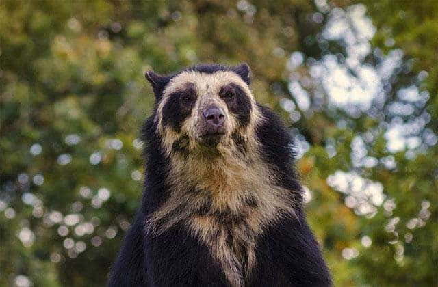Niedźwiedź andyjski okularowy (Tremarctos ornatus)