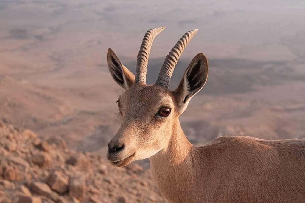 Koziorożec nubijski i fauna Rezerwatu Biosfery Mujib, Jordania
